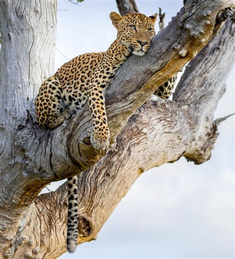 Best Zimbabwe Safari Tours 2021-2022 | Zicasso