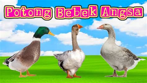 POTONG BEBEK ANGSA | populer song Indonesia - YouTube