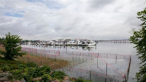 Flushing Bay stink is gone thanks to dredging, wetlands grass project ...