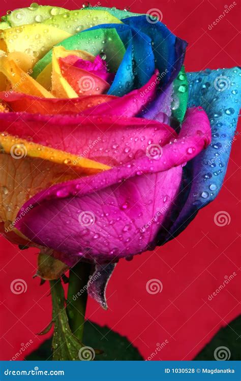 Multicolor rose stock photo. Image of beautiful, flower - 1030528