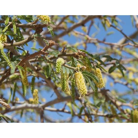 Acacia Allergy | Healthfully