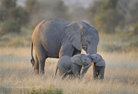 Twin Baby Elephants . . . Photographed by Diana Robinson : aww