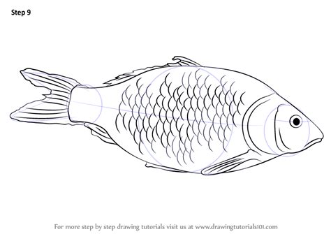 How to Draw a Fish (Fishes) Step by Step | DrawingTutorials101.com