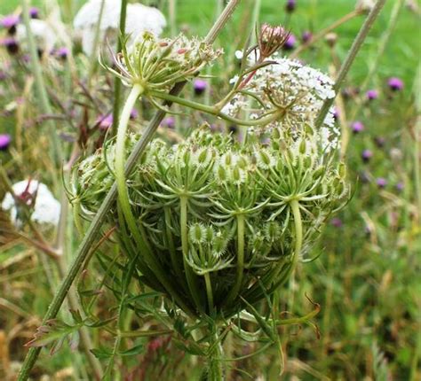 Daucus carota, Wild Carrot: identification, distribution, habitat