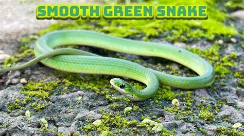 Smooth green snakes, Fox snakes, Garter snakes, grass prairies, bikes ...