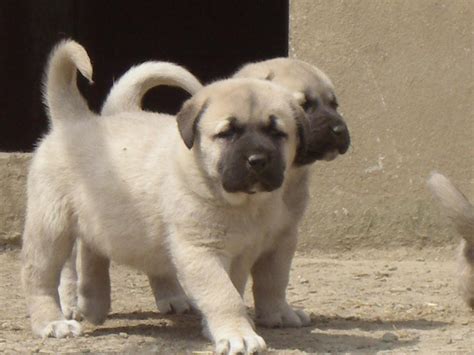 En Güzel Kangal Resimleri – Seyir Kafe