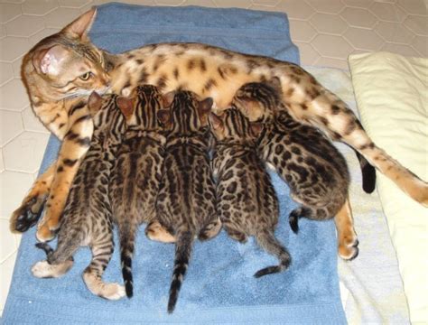 img14554ebebdad98673 | Bengal Cat Care