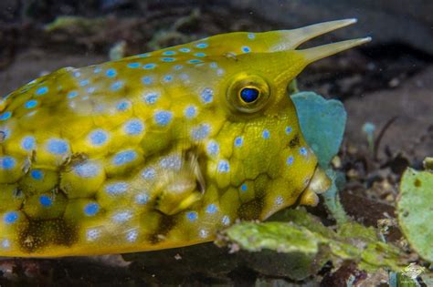 Longhorn Cowfish- Facts and Photographs | Seaunseen