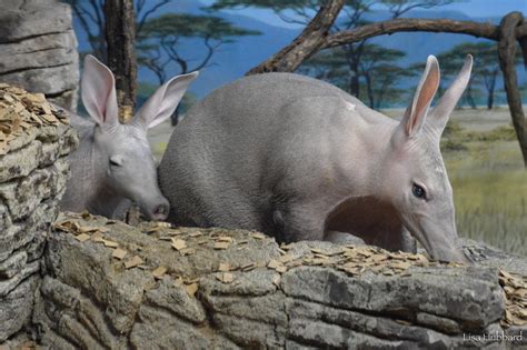 Aardvark - Cincinnati Zoo & Botanical Garden