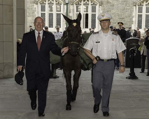 Army's Newest Mule Mascot, Paladin | Flickr