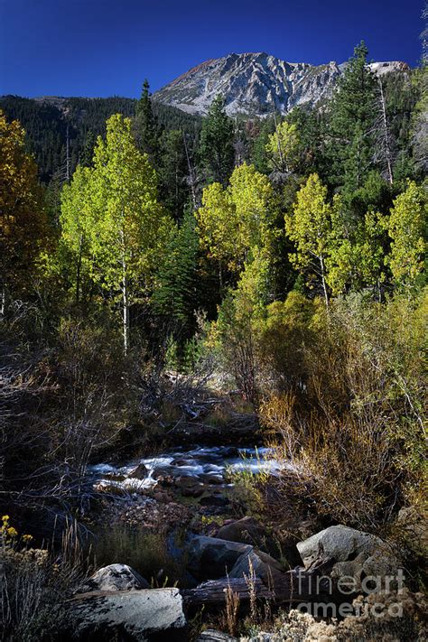 Fall Colors Mono County Photograph by Webb Canepa - Fine Art America