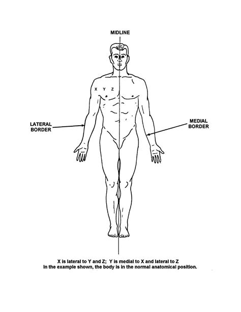 Lateral Anatomical Position