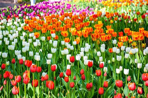 Tulips Color Paint Rain Or Shine - Paint Color Ideas