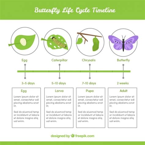 Premium Vector | Infographic about butterfly life cycle