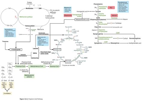 Overview of protein metabolism and associated diseases (compiled pathways) : r/step1