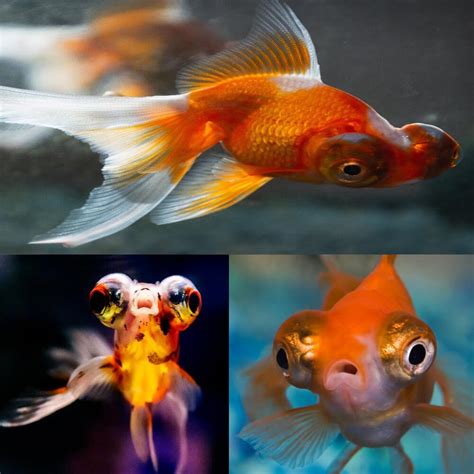 Goldfish – Premium Telescope Goldfish Assorted 7cm – Aquarium Central