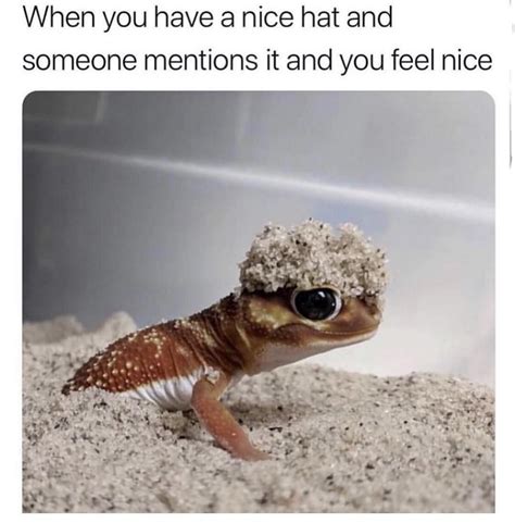 Your hat is also pretty cool too | Cute funny animals, Funny animals, Cute lizard