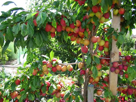 Fruit trees for a small garden | Fruit trees, Plum tree and Small gardens