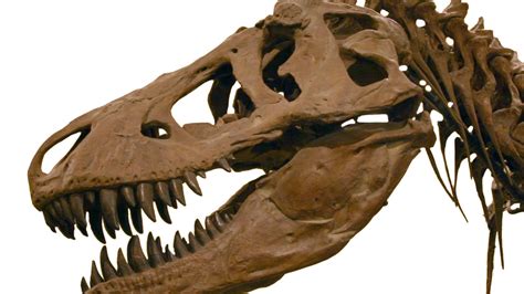 Holes in Tyrannosaurus rex's skull probably kept its brain cool ...