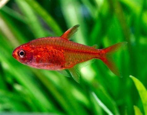 Image result for Ember Tetra Tropical Freshwater Fish, Tropical Fish ...