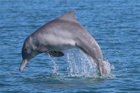 Rare Australian snubfin and humpback dolphins discovered in Papua New Guinea river system - ABC News