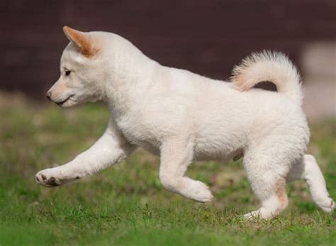 The Cream Shiba Inu – The Facts And The Controversy - My First Shiba Inu