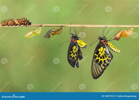 Life Cycle of Female Common Birdwing Butterfly Stock Image - Image of molting, pupa: 76597315