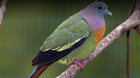 Pink Pigeon | San Diego Zoo Safari Park