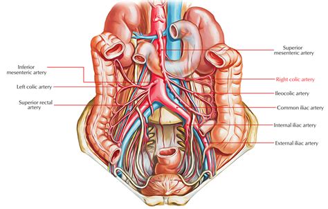 Right Colic Artery – Earth's Lab