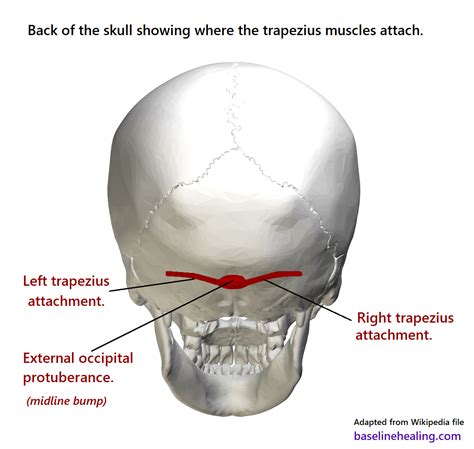 Lump On Back Of Skull