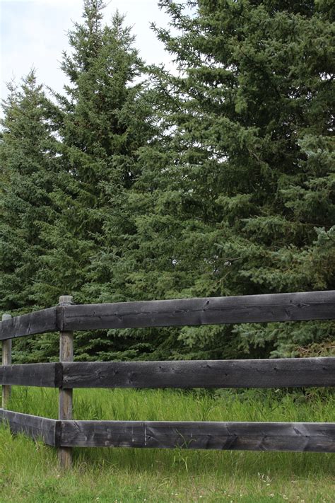 Spruce Tree Wooden Farm Fence Free Stock Photo - Public Domain Pictures