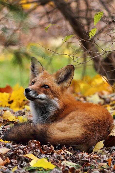 Bildergebnis für fox autumn Nature Animals, Animals And Pets, Baby Animals, Cute Animals, Autumn ...