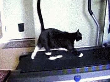 GIFS7: cat on treadmill GIF