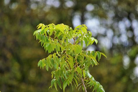 Bright Pecan Nut Leaves Free Stock Photo - Public Domain Pictures