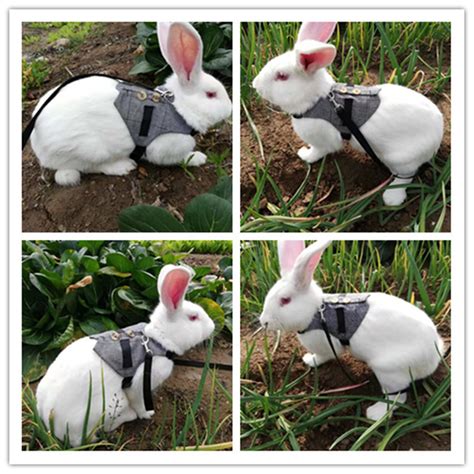 Adorable Rabbit Harness and Leash » Pearson Pets » 2024