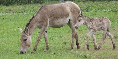 Persian onager | Smithsonian's National Zoo and Conservation Biology Institute