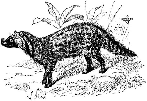 Civet Cat | ClipArt ETC