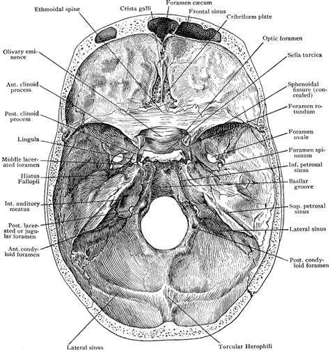 Base of Skull from Above | ClipArt ETC