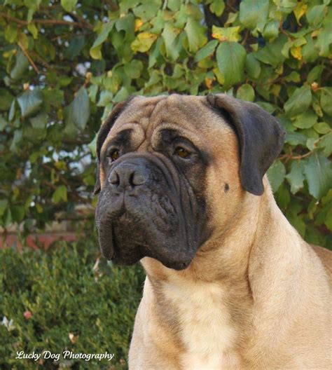 Bullmastiff #dogs #mastiffs #puppy #mastiffdogs | Bull mastiff, Scary ...