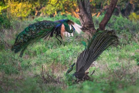 Green peafowl (Pavo muticus)