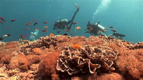 Wonderful Indonesia : Diving - YouTube | Diving, Indonesia, Ocean life