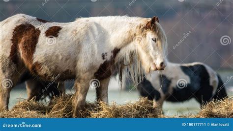 Gypsy Vanner Brown & White Stock Image - Image of discovered, breed: 100177711