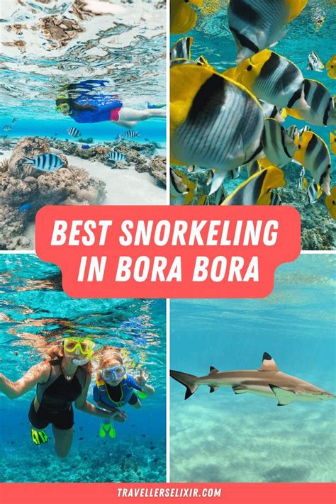 Best snorkeling in bora bora ultimate guide to snorkeling in bora bora ...