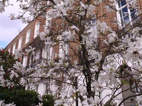 Where to See Cherry Blossom in London 2024