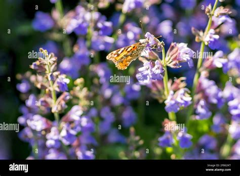 Lavender fields on Hvar Stock Photo - Alamy