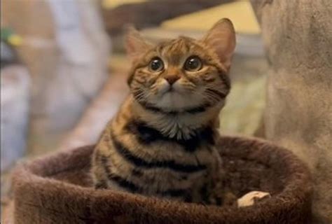 This ‘adorable’ 3-pound cat at Utah zoo is one of world’s deadliest hunters. See it