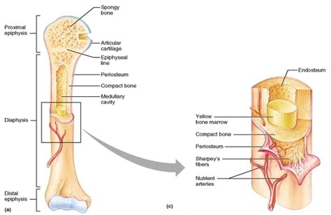 long bone shaft | Anatomy System - Human Body Anatomy diagram and chart images