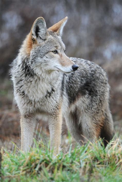 Coywolves In Our Backyards | BiologyWriter