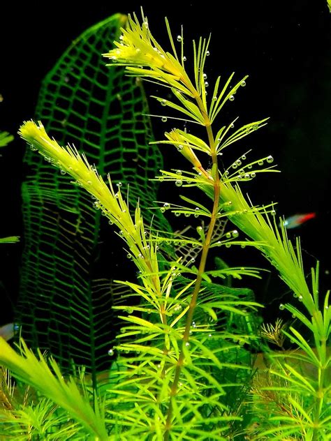 Hornwort (Anthocerotophyta): The Ultimate Care & Maintenance Guide