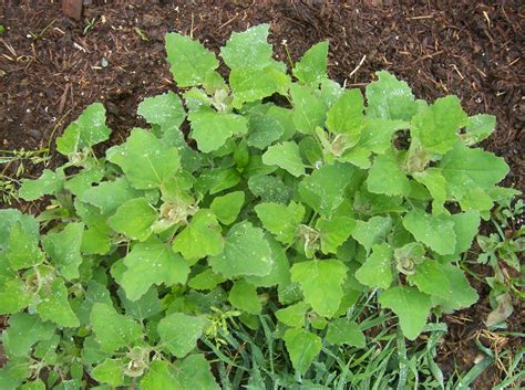 From Seed to Scrumptious: Edible Weeds, Lambs quarter